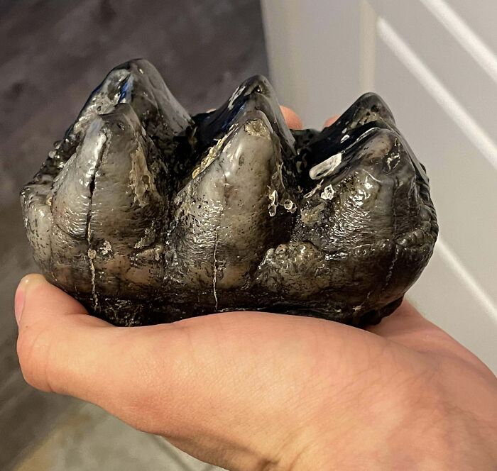Fossilized large tooth found at the beach, showing interesting and bizarre natural patterns and textures.
