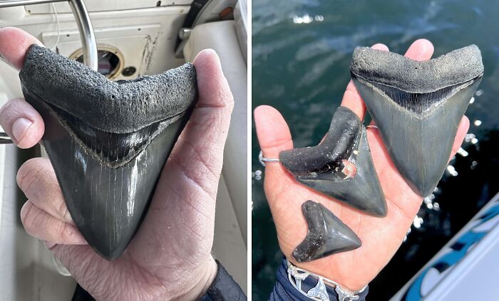 Hand holding multiple large fossilized shark teeth, showcasing interesting and bizarre things found at the beach.