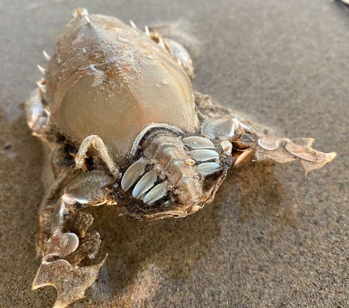 Rare marine creature with unique shell and claws found at the beach among interesting and bizarre beach discoveries