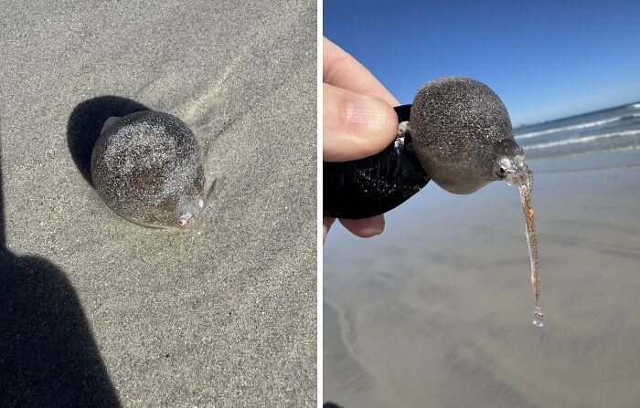 Unusual sea creature discovered at the beach, highlighting interesting and bizarre things people found at the beach new pics.