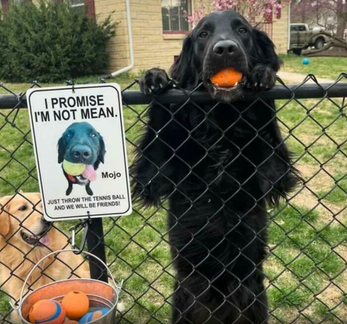 Black dog holding an orange ball at a fence with a sign promising kindness from wholesome kind neighbors.