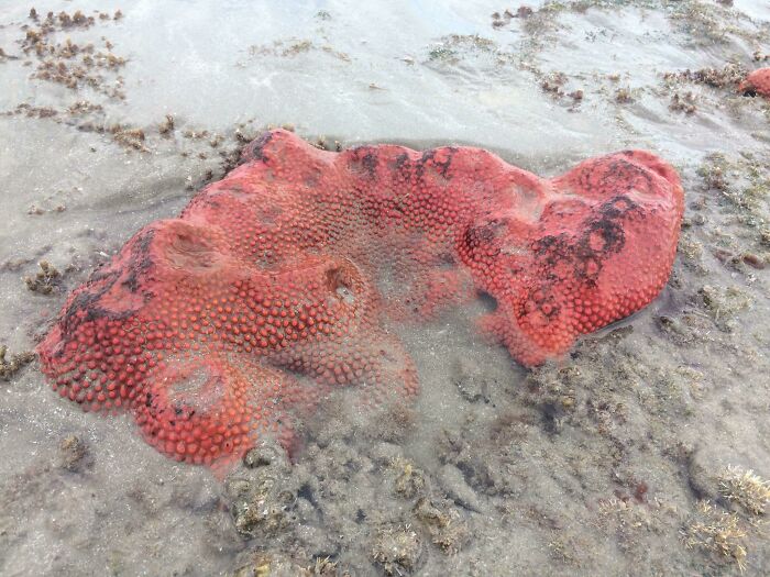 Bright red sea star with bumpy texture partially submerged in shallow water at the beach, an interesting beach find.