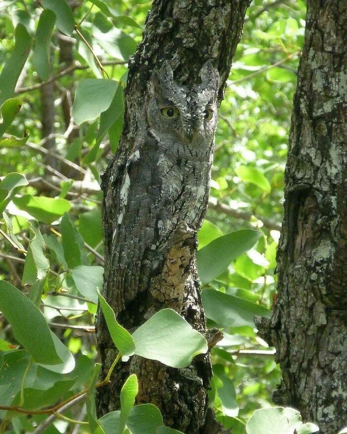 Owl perfectly camouflaged on tree bark blending with surroundings causing double take in nature.