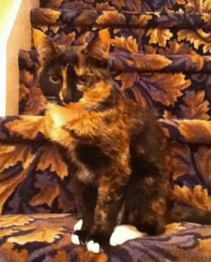 Tortoiseshell cat blending perfectly with the patterned carpet, showcasing amazing camouflage and matched surroundings.
