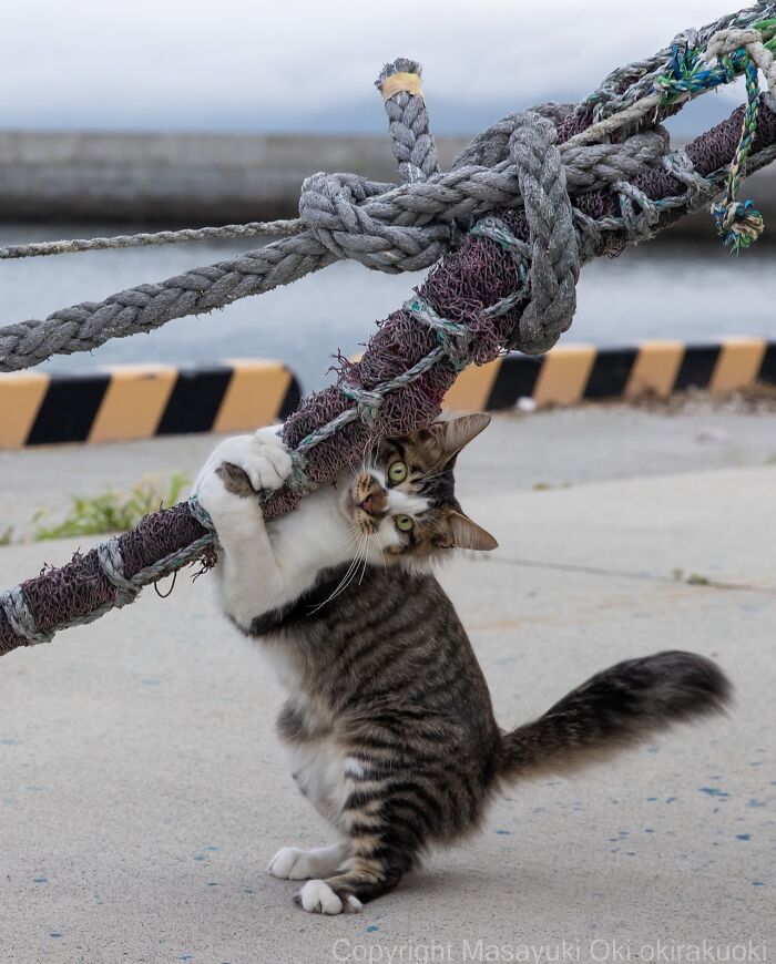 Gato callejero en Tokio abrazando una cuerda gruesa en un muelle, mostrando su vida cotidiana urbana.