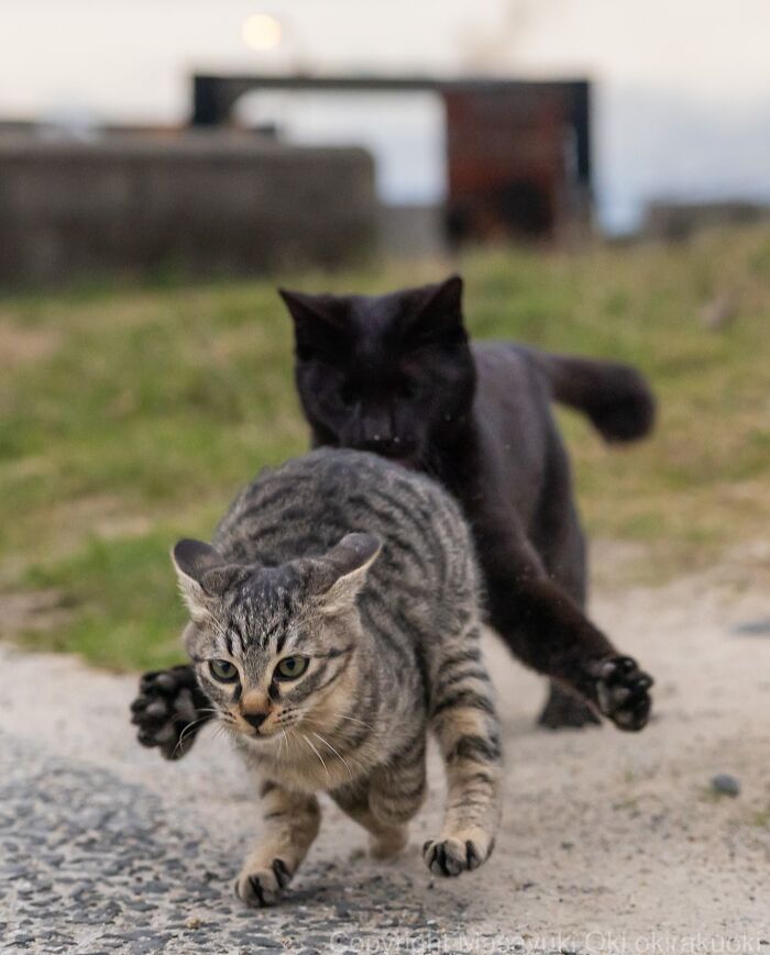Gatos callejeros de Tokio en acción, mostrando su vida y comportamiento cotidiano en la ciudad japonesa.