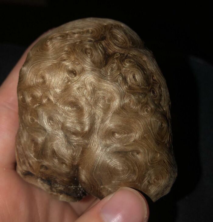 Hand holding a bizarre textured object with swirling patterns found at the beach, showcasing an interesting natural formation.