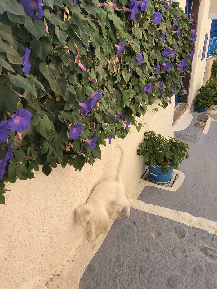White cat blending with cream wall and purple flowers, perfectly matching its surroundings in a charming outdoor scene.