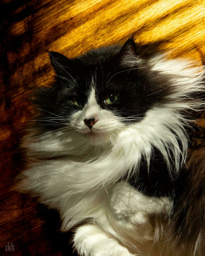 Black and white long-haired cat bathed in warm light, creating an accidental renaissance photo with artistic shadows and texture.
