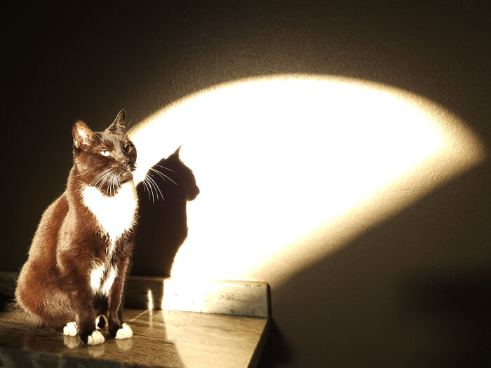 Cat sitting on a table with sunlight casting a clear shadow, an accidental Renaissance photo with artistic lighting.