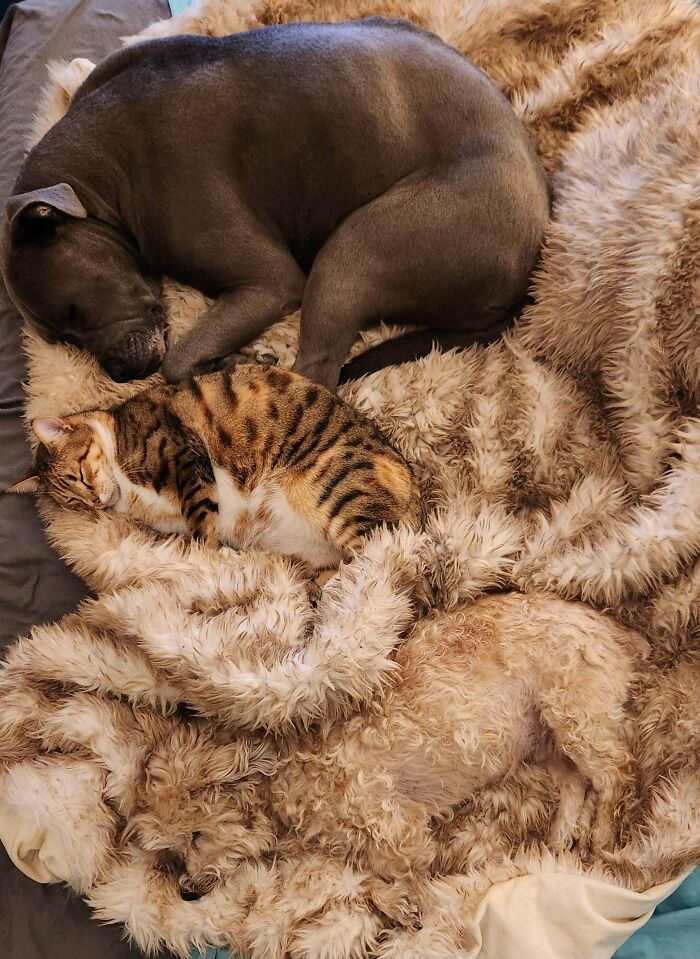 Three pets sleeping closely together blending with the fluffy blanket, showing perfect matching surroundings.