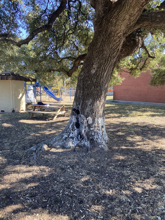 Black and white dog blending perfectly with tree bark, matching surroundings so well it causes a double take outdoors.