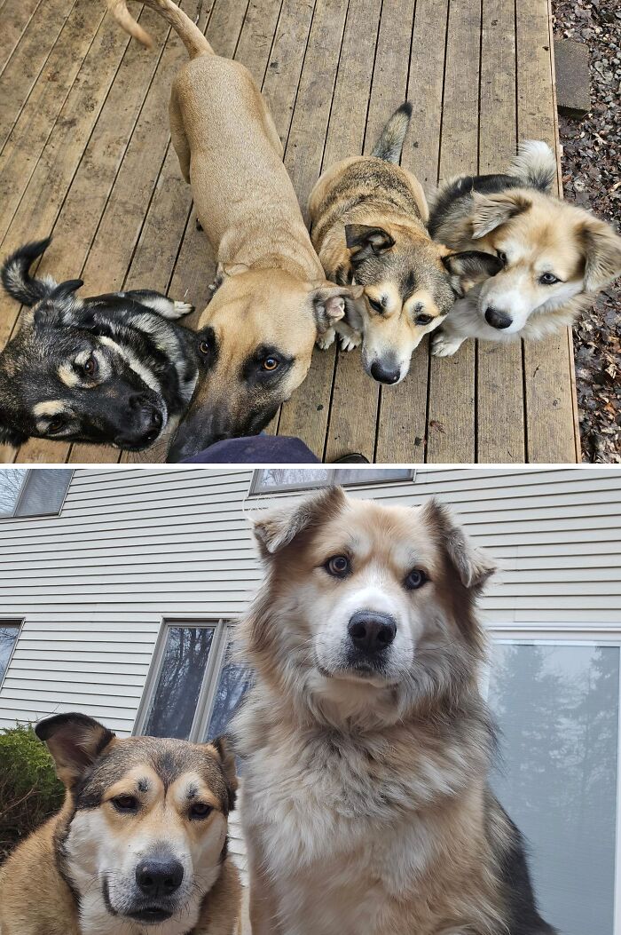 Four wholesome-kind neighbors dogs eagerly looking up on a wooden deck, two fluffy dogs posing in front of a house.