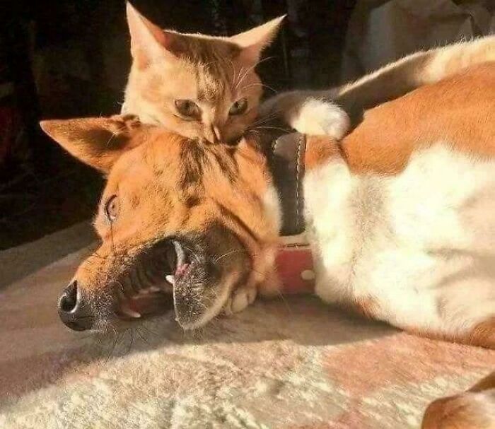 Cat biting dog’s head gently, creating a humorous accidental Renaissance photo that looks like classical art.