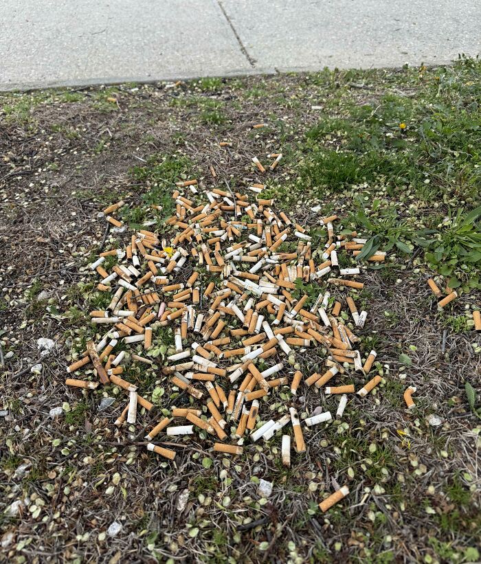 Pile of discarded cigarette butts on grass near a sidewalk showing selfish people lost common decency.