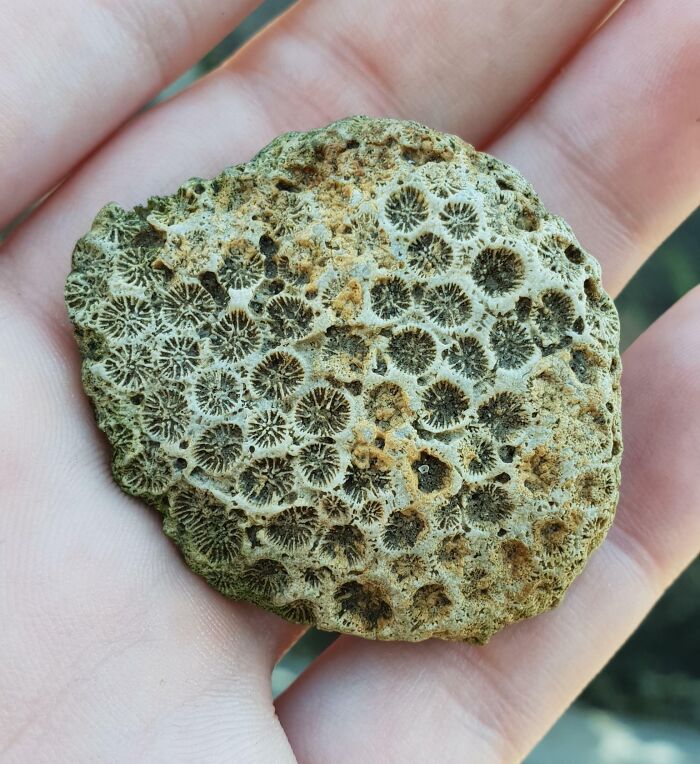 Close-up of a hand holding an interesting and bizarre coral fossil found at the beach with unique patterns.