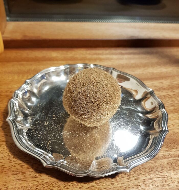 A bizarre fibrous ball found at the beach placed on a reflective silver tray on a wooden surface.