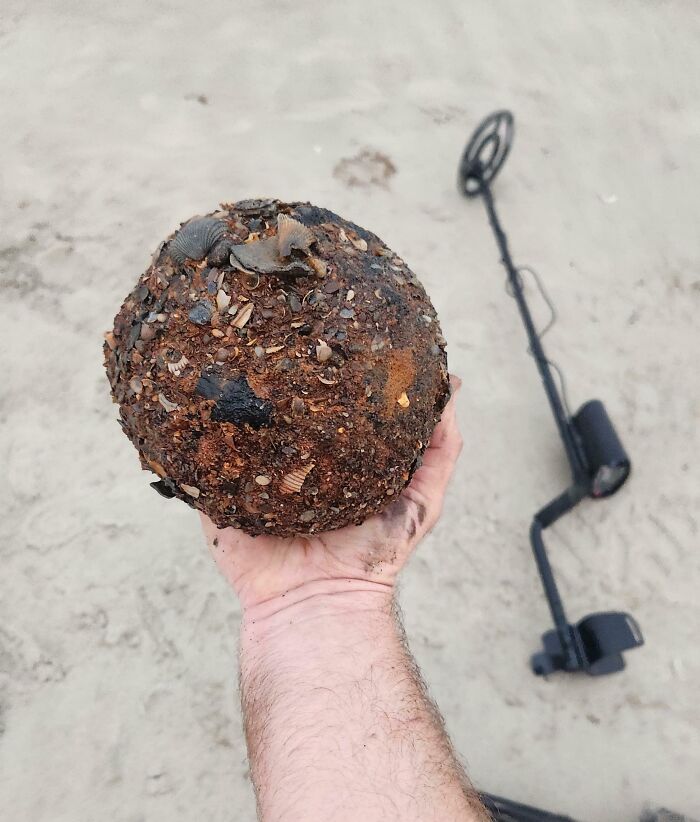 A hand holding a heavily encrusted spherical object found at the beach with a metal detector lying on the sand.