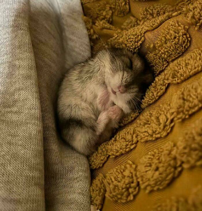 Sleeping cute animal nestled between cozy textured fabrics in a garden setting, highlighting adorable visitor charm.