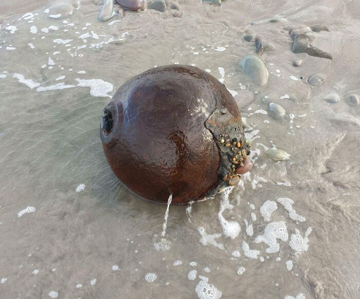 Rusty, round metal object partially covered in barnacles found washed up on the beach with wet sand and small rocks.