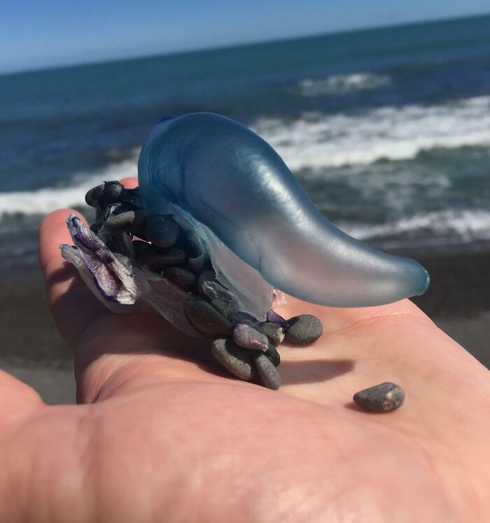 Hand holding a bizarre blue marine creature found at the beach with ocean waves in the background.