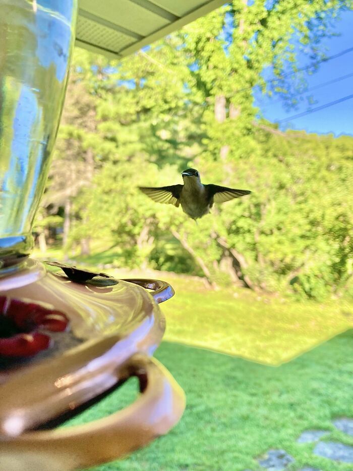 Hummingbird visiting a garden feeder with green trees and bright blue sky in the background on a sunny day.