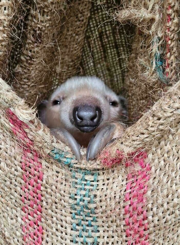 Close-up of a cute animal with long claws peeking out from woven burlap sack in a garden setting.