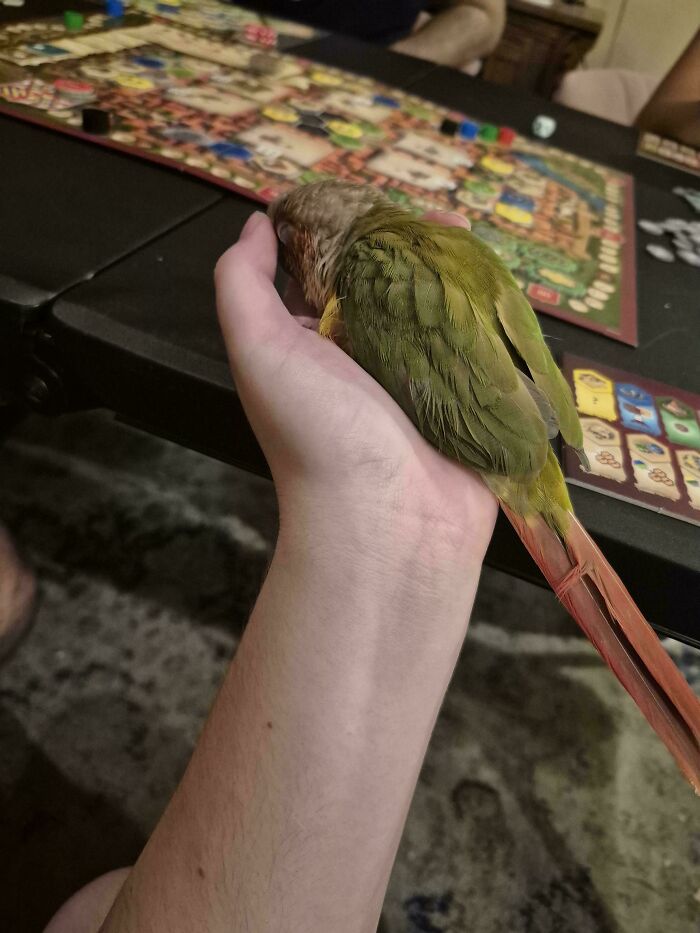 Small green and red bird resting calmly in a person's hand, showcasing a cute animal visitor in a garden setting.