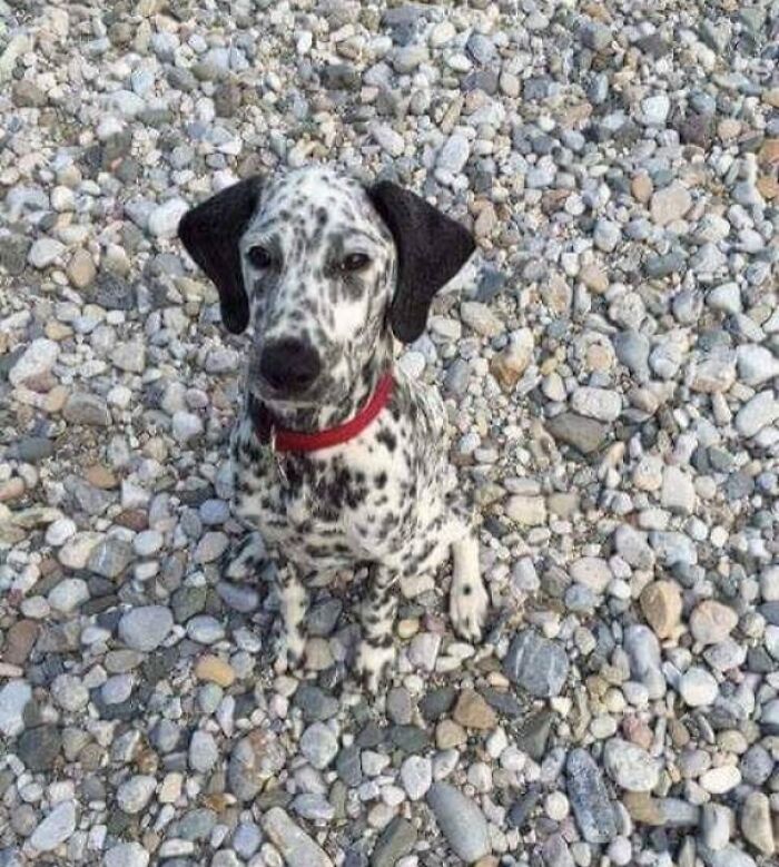 Dalmatian dog with black spots blending perfectly with rocky ground in a clever example of matching surroundings.