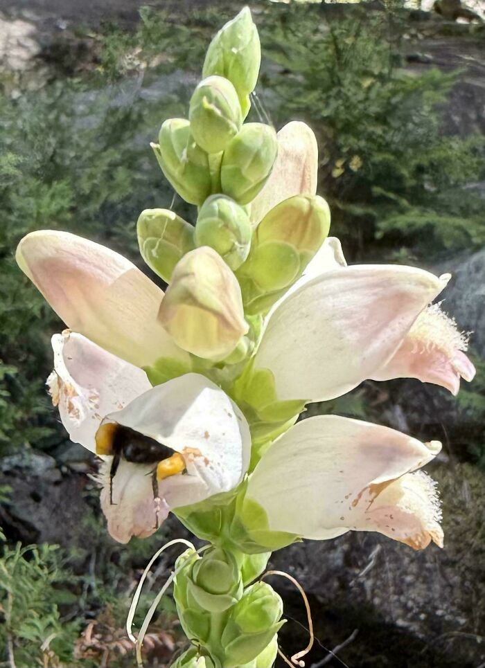 A bumblebee visiting a white flower bud in a garden, showcasing a cute animal moment in nature.