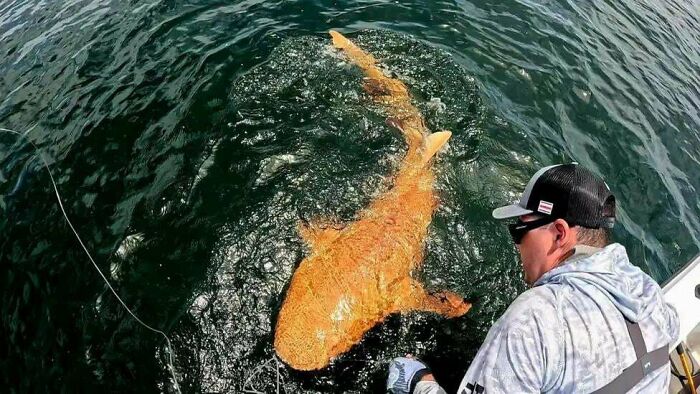 Man in fishing gear reeling in a large, orange shark visible near the water surface during a garden visitor moment.