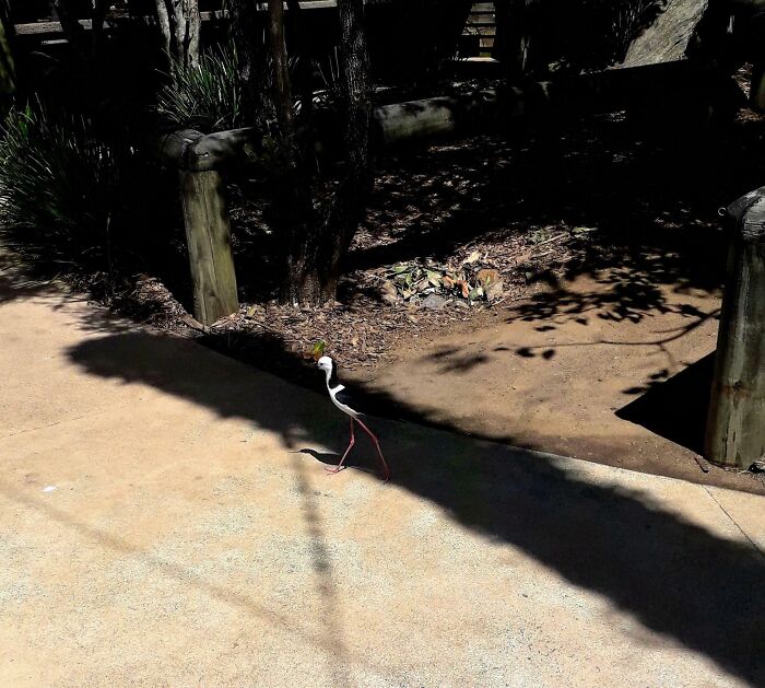 Bird with long legs matching its shadow and surroundings, blending naturally in an outdoor environment.
