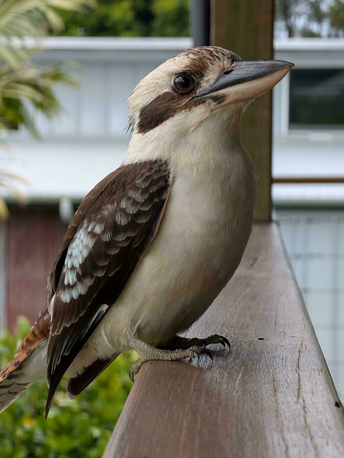Close-up of a cute bird visitor perched on a wooden railing in a garden, showcasing wildlife and nature.