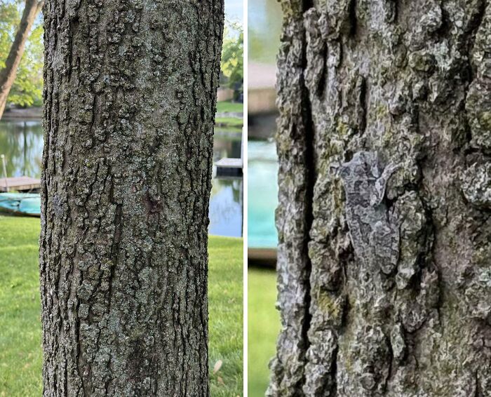 Close-up of a tree showing a lizard camouflaged perfectly against the bark matching its surroundings seamlessly.