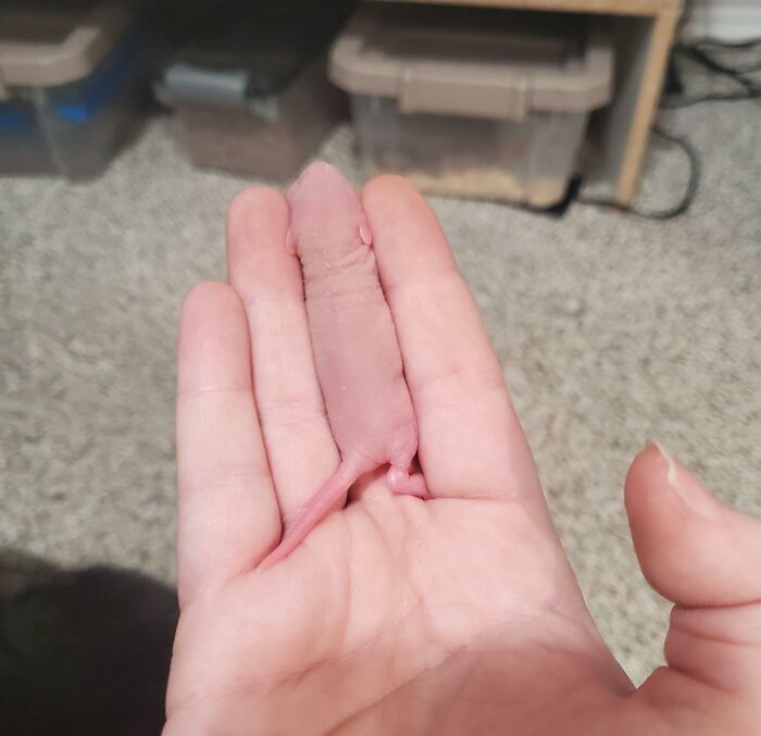 A newborn hairless mouse matches the skin tone of a person's hand, blending with its surroundings perfectly.