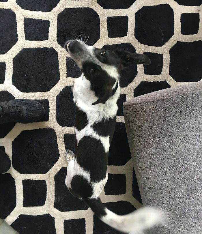 Black and white dog blending in with a patterned carpet, matching surroundings so well it requires a double take.