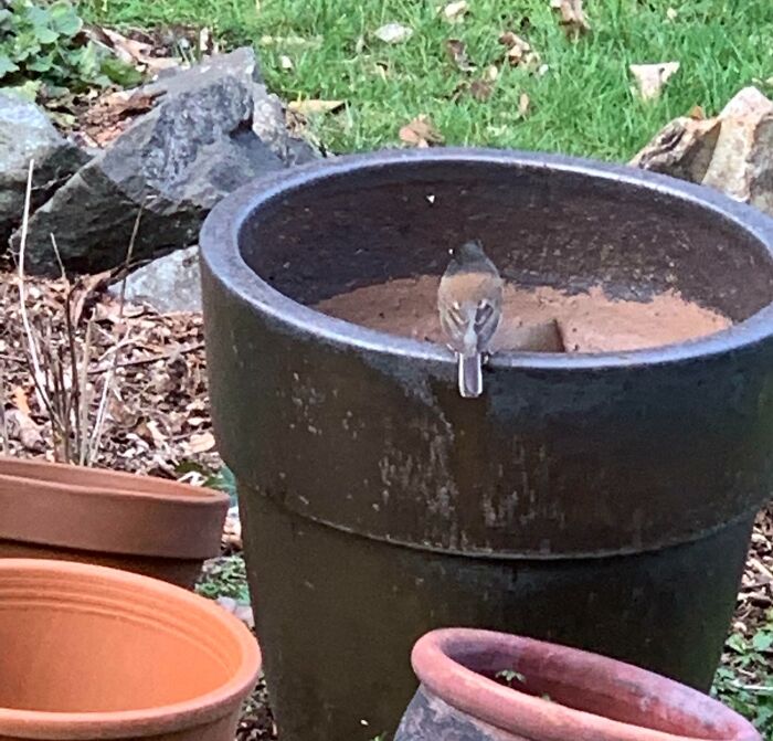 A small bird sitting on a large plant pot matching its brown surroundings in a garden setting.