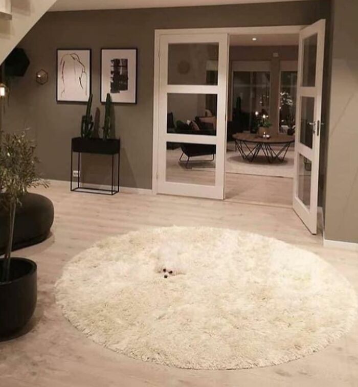 Small dog camouflaged perfectly on white rug in living room, blending with surroundings in impressive matching scene.