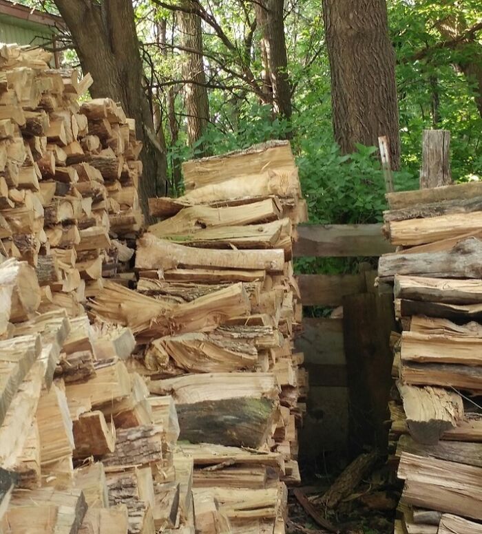 Stacked firewood blending with tree trunks and forest background, perfectly matching surroundings for a natural camouflage effect.