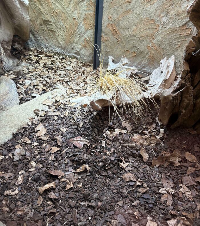 Camouflaged snake blending perfectly with dried leaves and wood chips in natural surroundings, matching its environment well.