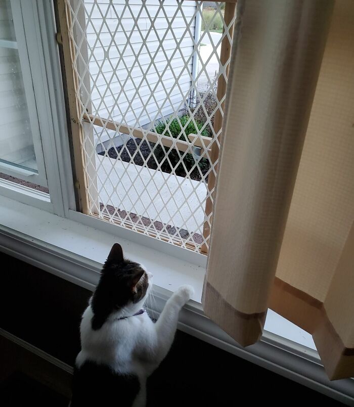 Cat looking outside through a window with a DIY mesh screen, one of the genius life hacks people actually use at home.