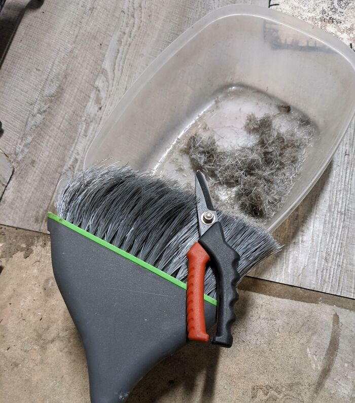 Dustpan, small scissors, and hair clippings in a container demonstrating genius life hacks for easy cleaning and grooming.