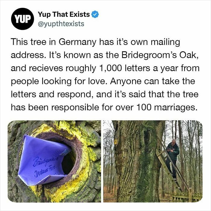 Bridegroom’s Oak tree in Germany with a mailing address receiving love letters, a real weird thing that sounds made up.