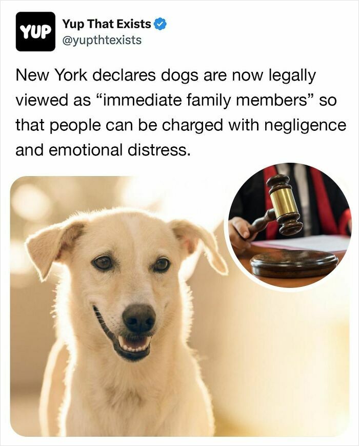 Tweet from Yup That Exists about New York law viewing dogs as immediate family with images of a smiling dog and a judge’s gavel.