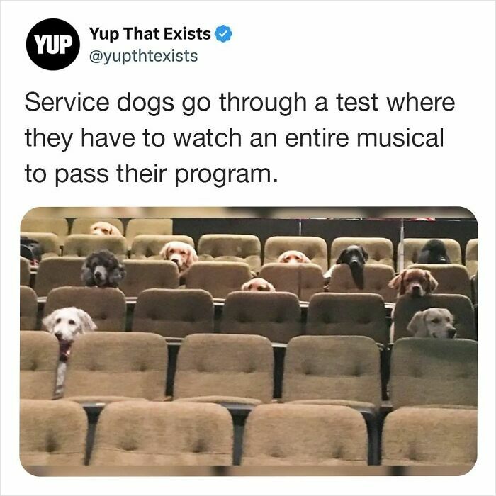 Service dogs sitting in theater seats watching a musical as part of their training in weird things that sound made up.