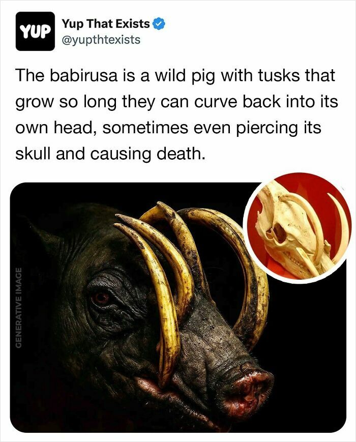 Bizarre wild babirusa pig with tusks curving back into its skull, illustrating weird things that sound made up but are real.