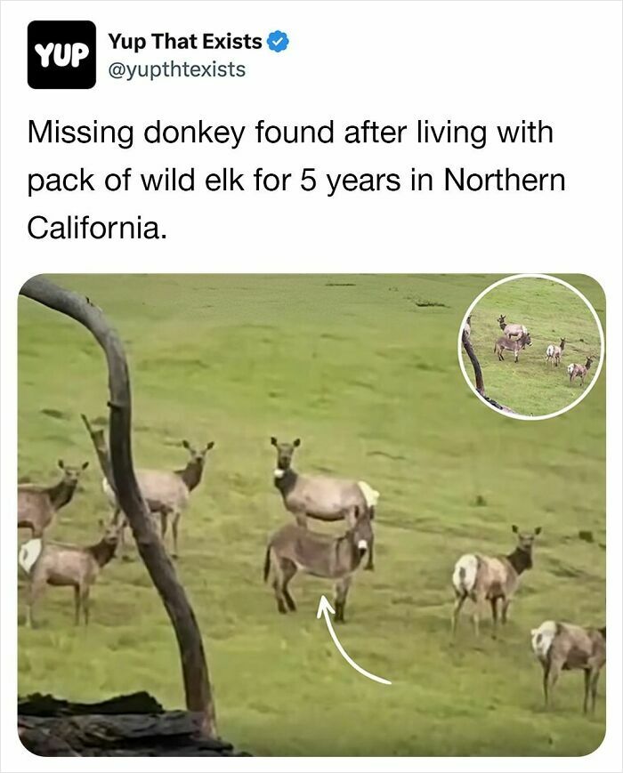 Missing donkey living with a pack of wild elk in Northern California, showcasing one of the weird things that sound made up but are real.