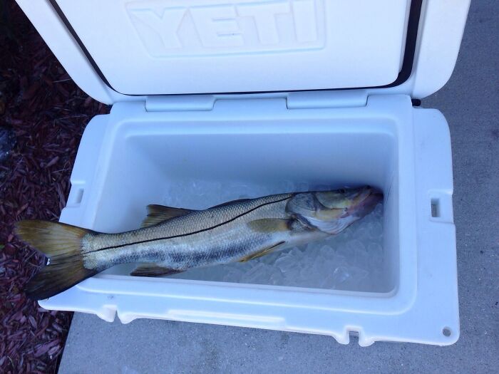 Large fish on ice inside a white cooler, illustrating moments restaurant workers kept a straight face over unusual orders