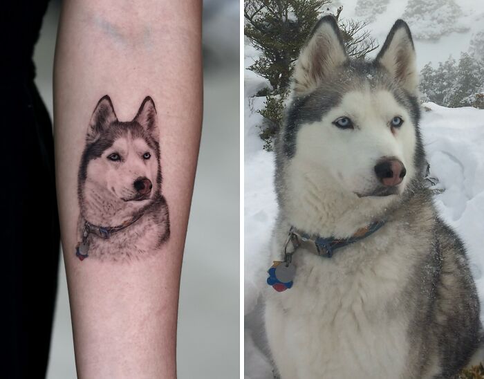 Realistic pet tattoo of a Siberian Husky on arm next to an actual Siberian Husky in snowy outdoor setting