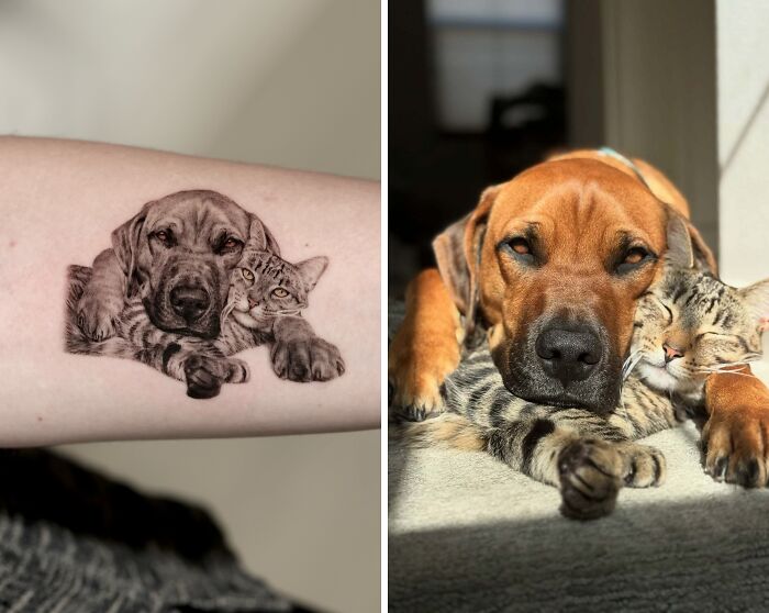 Realistic pet tattoo of a dog and cat cuddling, matching an actual dog and cat lying closely together in the sunlight.